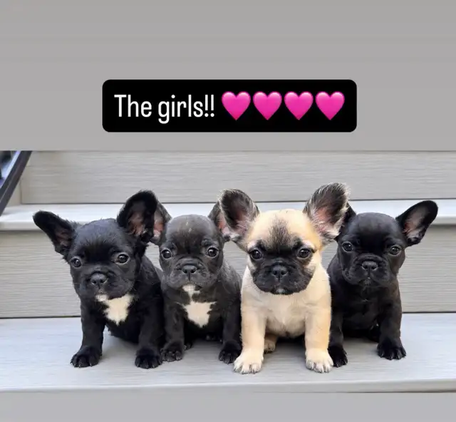 ready now! French bulldog puppies