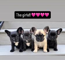 ready now! French bulldog puppies