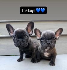 ready now! French bulldog puppies - Photo 2