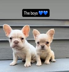 ready now! French bulldog puppies - Photo 3