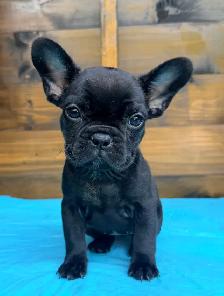ready now! French bulldog puppies - Photo 4