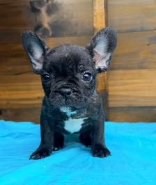 ready now! French bulldog puppies - Photo 5