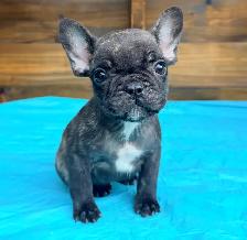 ready now! French bulldog puppies - Photo 6