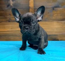 ready now! French bulldog puppies - Photo 7