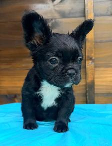 ready now! French bulldog puppies - Photo 8