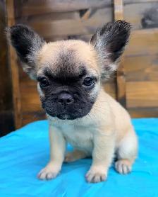 ready now! French bulldog puppies - Photo 9