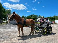 Magnifique Hongre Belge Quarter Horse