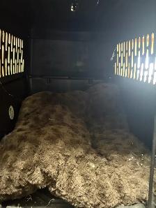 puppy travel crate - Photo 5
