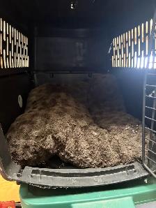 puppy travel crate - Photo 6