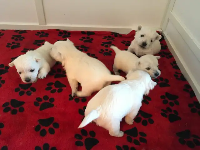 westie pups have arrived!