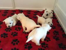 westie pups have arrived!