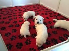 westie pups have arrived! - Photo 2