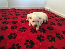 westie pups have arrived! - Photo 3
