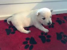 westie pups have arrived! - Photo 4