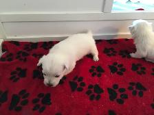 westie pups have arrived! - Photo 5