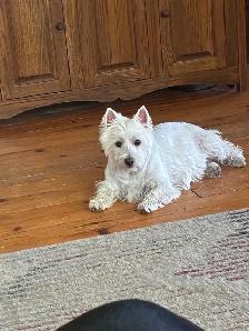 westie pups have arrived! - Photo 6