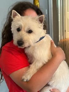 westie pups have arrived! - Photo 7
