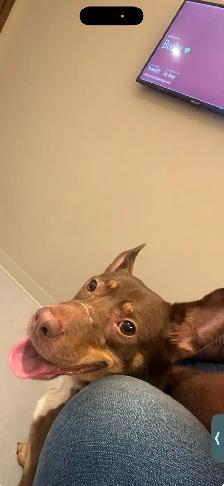 2 yr old dog for rehoming - Photo 2
