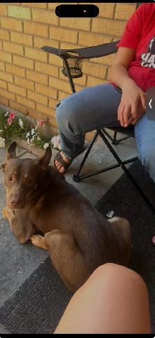 2 yr old dog for rehoming - Photo 3
