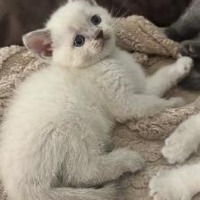 Scottish fold Siamese boys - Photo 4
