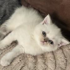 Scottish fold Siamese boys - Photo 5