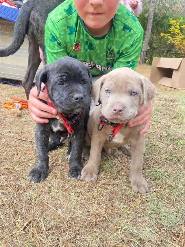 cane corso