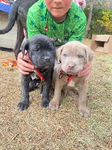 cane corso