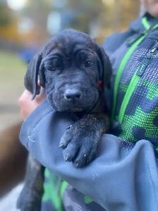 cane corso - Photo 2
