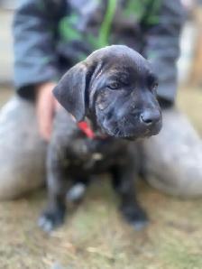 cane corso - Photo 3