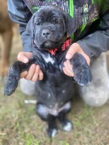 cane corso - Photo 4