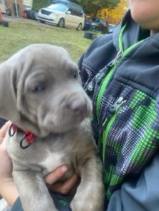 cane corso - Photo 5