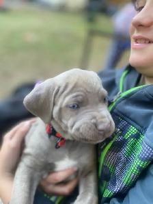 cane corso - Photo 6