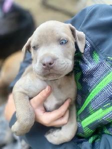 cane corso - Photo 7