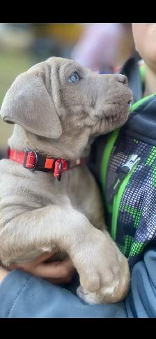 cane corso - Photo 8