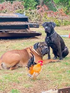 cane corso - Photo 9