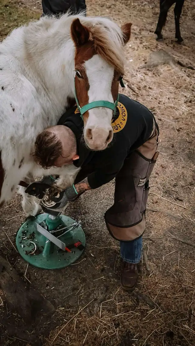 Barefoot Trimmer Farrier