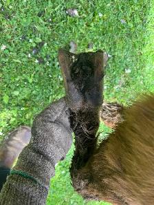 Barefoot Trimmer Farrier - Photo 2