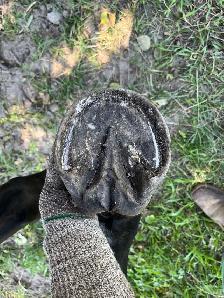 Barefoot Trimmer Farrier - Photo 4