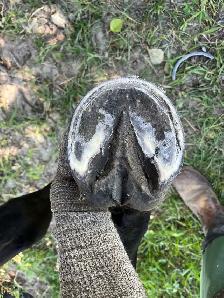 Barefoot Trimmer Farrier - Photo 5