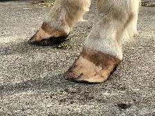 Barefoot Trimmer Farrier - Photo 6