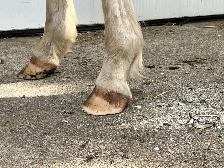Barefoot Trimmer Farrier - Photo 7
