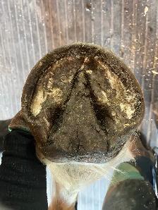 Barefoot Trimmer Farrier - Photo 8