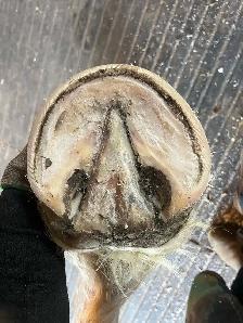Barefoot Trimmer Farrier - Photo 9
