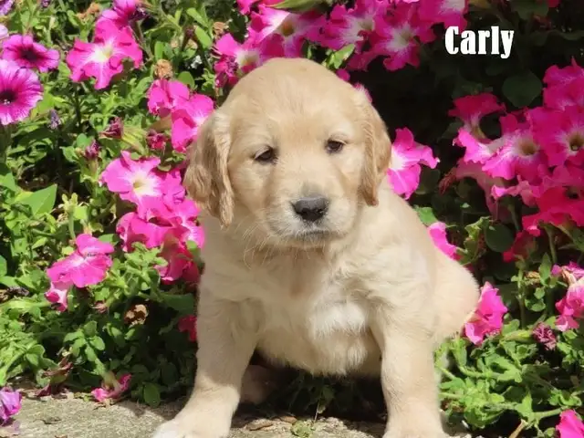 Golden Retriever puppies