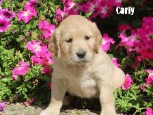 Golden Retriever puppies