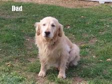 Golden Retriever puppies - Photo 2