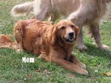 Golden Retriever puppies - Photo 3