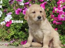 Golden Retriever puppies - Photo 4