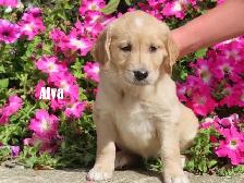Golden Retriever puppies - Photo 5