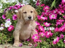Golden Retriever puppies - Photo 6